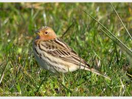 Image result for Anthus cervinus