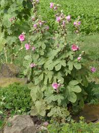 Image result for Malve