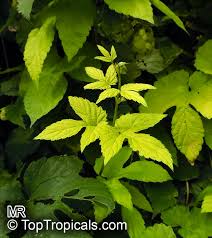 Attēlu rezultāti vaicājumam “Humulus lupulus”