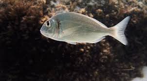 Image result for Sparus aurata