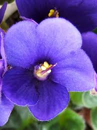 Image result for Saintpaulia ionantha Culitvar