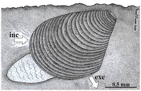 Attēlu rezultāti vaicājumam “Physarum bivalve sessile”