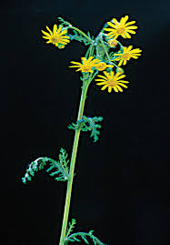 Attēlu rezultāti vaicājumam “Senecio vernalis leaf”