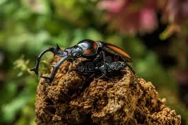 Attēlu rezultāti vaicājumam “Dendrophagus crenatus”