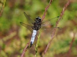 Attēlu rezultāti vaicājumam “Libellula fulva”