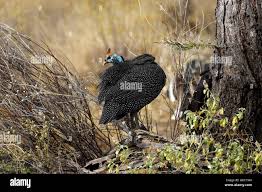 Attēlu rezultāti vaicājumam “Numida meleagris adult”