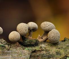 Attēlu rezultāti vaicājumam “Phleogena faginea young”