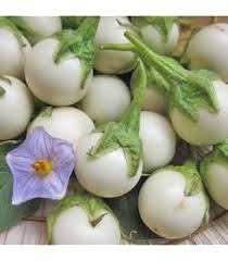 Afbeeldingsresultaat voor bianca a uovo eggplant