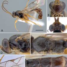 Attēlu rezultāti vaicājumam “Lasioptera rubi larva”
