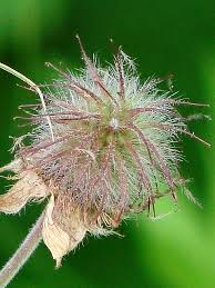 Attēlu rezultāti vaicājumam “Geum rivale fruit”