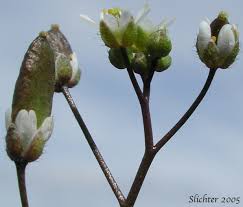Attēlu rezultāti vaicājumam “Erophila verna flower”