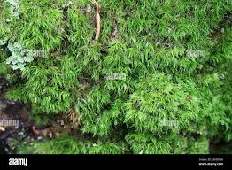 Attēlu rezultāti vaicājumam “Dicranum montanum”