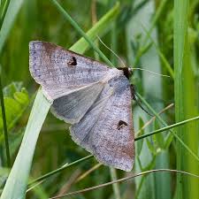 Attēlu rezultāti vaicājumam “Lygephila pastinum”
