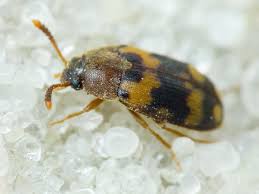 Attēlu rezultāti vaicājumam “Bolitophagus reticulatus larva”