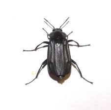 Attēlu rezultāti vaicājumam “Necrodes littoralis”