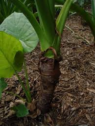 Attēlu rezultāti vaicājumam “Lophozia laxa macro”