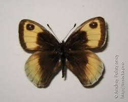 Attēlu rezultāti vaicājumam “Jalla dumosa imago”