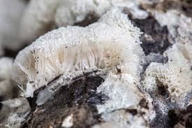 Attēlu rezultāti vaicājumam “Badhamia lilacina macro”