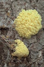 Attēlu rezultāti vaicājumam “Fuligo cinerea spores”