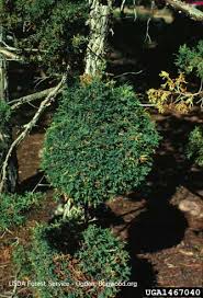 Attēlu rezultāti vaicājumam “Gymnosporangium sp.”