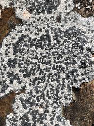 Attēlu rezultāti vaicājumam “Enteridium liceoides sessile”