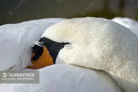 Attēlu rezultāti vaicājumam “Cygnus olor”