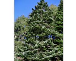 Attēlu rezultāti vaicājumam “Abies veitchii”