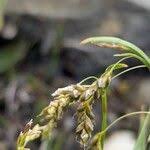 Attēlu rezultāti vaicājumam “Carex capillaris fruit”