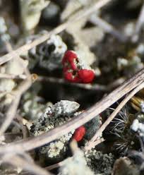 Attēlu rezultāti vaicājumam “Cladonia floerkeana”