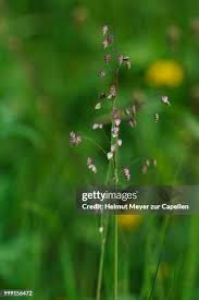 Attēlu rezultāti vaicājumam “Briza media bud”