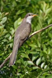 Image result for Coccyzus americanus