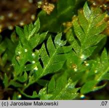 Attēlu rezultāti vaicājumam “Schistostega pennata”