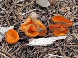 Attēlu rezultāti vaicājumam “Caloscypha fulgens”