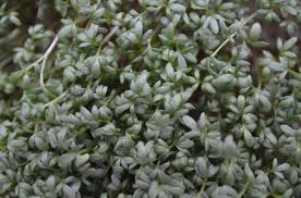 Image result for Gartenkresse