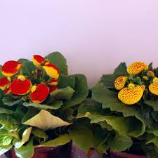 Image result for Calceolaria