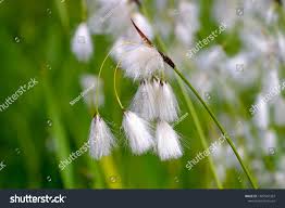 Attēlu rezultāti vaicājumam “Eriophorum latifolium flower”