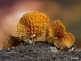Attēlu rezultāti vaicājumam “Calocera glossoides”