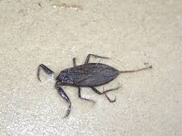 Attēlu rezultāti vaicājumam “Nepa cinerea”