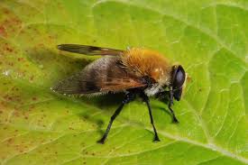 Attēlu rezultāti vaicājumam “Arctophila superbiens”