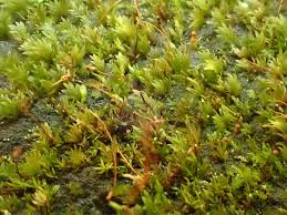 Attēlu rezultāti vaicājumam “Fissidens pusillus”