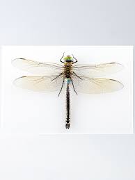 Attēlu rezultāti vaicājumam “Anax parthenope”