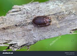 Attēlu rezultāti vaicājumam “Ostoma ferruginea”