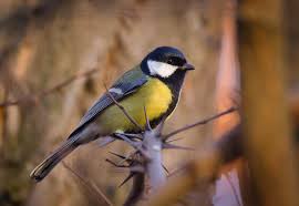 Attēlu rezultāti vaicājumam “Parus major male”