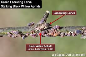 Attēlu rezultāti vaicājumam “Chrysopidae larva”