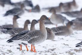 Attēlu rezultāti vaicājumam “Anser serrirostris”