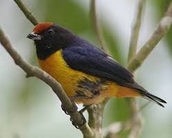 Attēlu rezultāti vaicājumam “Fringillidae”