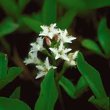 Attēlu rezultāti vaicājumam “Menyanthes trifoliata fruit”