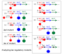  Lac operon - e Notes.com Reference