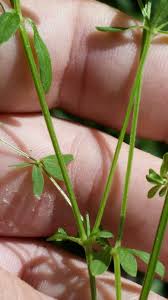 Attēlu rezultāti vaicājumam “Galium trifidum”