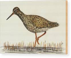 Attēlu rezultāti vaicājumam “Tringa totanus”